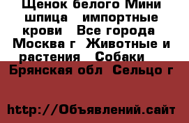 Щенок белого Мини шпица , импортные крови - Все города, Москва г. Животные и растения » Собаки   . Брянская обл.,Сельцо г.